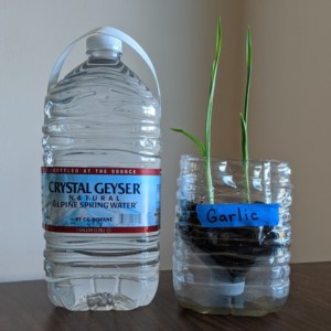 Converting a crystal geyser into a simple self watering pot!